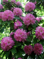 Blooming rhododendron.