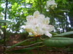 Blooming rhododendron.