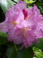 Blooming rhododendron.