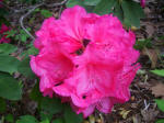 Blooming rhododendron.