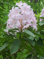 Blooming rhododendron.