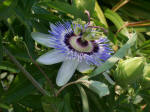 passion flower