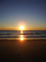 Foraging seagulls walk in the water at sunrise.