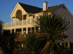 Seaside yucca growing in front of the house next door.