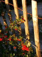 Berries next to the boardwalk leading out to the beach.