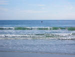 Foraging pelican skimming the ocean surface.