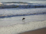 Hungry sanderling finding food.