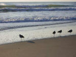 3 of these 4 sanderlings have only 1 leg to stand on.