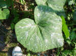 Big leaf at Ruth's foot