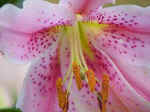 Stargazer Lily