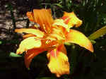 Daylily