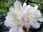 Rhododendron