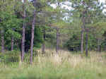 Nature area next to Alan's house