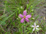 Little pink flowers 