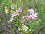 Little pink flowers 