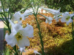 Our lilies came from our neighbor Thu Oanh's seeds.