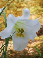 Daddy, born '22; 22 lilies (Lilium longiflorum) burst into bloom at our doorstep on his heavenly birthday.