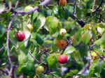 Surinam cherry