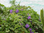 Beachfront Morning Glories - Ipomea. sp.