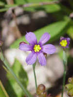 Bermudiana, sisyrinchium bermudiana, native to Bermuda and unofficial national flower