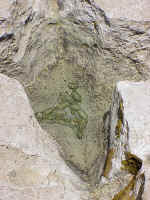 Chiton - Chiton tuberculatus