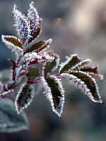 Frosted Tea Rose Leaves