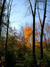 Marlborough State Forest hiking path