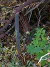 Rusted wagon wheel at Ghiloni Recreation Area