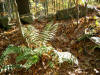 Ferns and rock wall in Marlborough State Forest