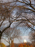 On the National Mall looking towards the Capitol