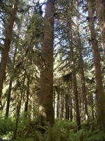 Can you see the same fern growing low on the tree trunk, shown in photo on the left?