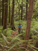 Anita on the path amongst the ferns of Quinault:  sword fern (Polystichum munitum), licorice fern (Polypodium glycyrrhiza), deer fern (Blechnam spicant), lady fern (Athyrium filix-femina), bracken fern (Pteridium aquilinum), oak fern (Gymnocarpium dryopteris), maidenhair fern (Adiantum pedatum), wood fern (Dryopteris austricaca).