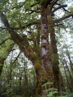 The Pacific Northwest's humid-temperate weather zone, the annual drizzles to downpours exceeding 140" (3.5 m), is an ideal climate to nourish a lavish coniferous rain forest.