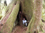 Joe and Ruth in a cavernous tree trunk on the half-mile loop nature route. This special rain forest community has developed on avalanches and other coarse soils. Elk & deer as landscape architects contribute to spacious openness.