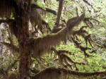 Massive mossy old-growth forest, understory view. Mild temperatures, summer fogs, and abundant annual rainfall nurture the giant trees, ferns, and carpets of moss here in Olympic National Park's magnificent temperate rain forest.