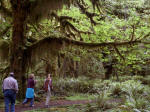 Underway in Quinault Valley, in the Olympic National Park, Grays Harbor County, Washington. Early morning and late evening, the sun's low angle back lights the huge leaves and the forest, displaying every shade of green imaginable.