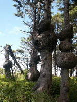 Common bulging, knotty swellings in coastal Sitka spruce.