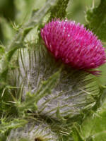 A beautiful but invasive species, the bull (or, spear) thistle, Cirsium vulgare, an introduced biennial (Sunflower family).