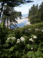 Cow parsnip overlooking a dramatic view of Abbey Island, an enormous sea stack rock formation with several trees growing on its surface, at the mouth of Cedar Creek.