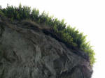 A neat cap of ferns atop a rock formation, an outcropping called a sea stack, isolated from the shoreline by erosion.