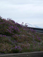 Mt. St. Helens National Volcanic Monument, with additional 300,000 acres of surrounding National Forest, is one of 3 units in the 1.4 million-acre Gifford Pinchot National Forest.