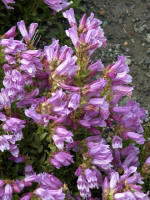 Penstemon, at the observatory posthumously honoring David Johnston, a federal geologist who perished there seconds after radioing the 1980 blast to the USGS base in Vancouver, Washington: Vancouver! Vancouver! This is it!