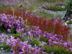 A close-up of the penstemon, sorrel, and showy sedge visible in the next two photographs on the right.