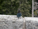 An intelligent and opportunistic bird with a high avian IQ typical of corvids, quick to take advantage of new food sourcesincluding bird feeders, especially full of peanuts.