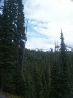 Rugged glaciers radiate from the summit and slopes of Mount Rainier, its Pacific maritime climatechangeable mountain weather, like our intermittent rain on June 28 characterized by rainy, mild winters & cool, dry summers.