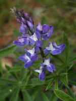 If you gravitate to a wonderful sky blue of lupine, look to be blessed by eye-catching brilliancy of blooms and beauty of foliage. This native broadleaf lupine (Lupinus latifolius) is one of the Park's 3 perennial and 1 annual lupine species.