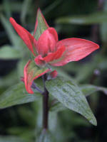 The beautiful Indian paintbrush indigenous wildflower, a Castilleja in the Figwort Family, bursts with fiery color.