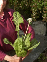 Ruth ate a delicious salad with her tasty, tender dandelions, and enjoyed terrific dandelion tea [http://www.dandeliontea.org].