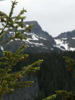 The largest tree native to Washington, the Douglas-Fir, is not a true fir. Mature trees have thick, deeply furrowed bark and 2 to 4-inch cones with long pitchfork bracts. Needles that cling to the twigs long after the conifer is chopped down makes this an excellent Christmas tree.