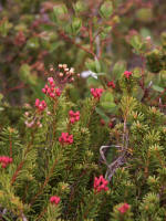 Pink mountain heather (Phyllodoce empetriformis) blooms; intense summer sunlight brings forth some of the most breathtakingly beautiful wildflower meadows on earth, surpassing perhaps in sheer color, number of species, and luxuriance of growth all other alpine regions of the world.